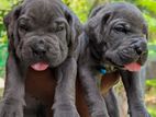 Cane Corso Pure Blue Puppies