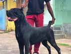 Cane Corso Pure Italiano for Stud Crossing