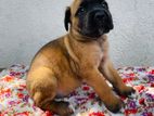 Cane Corso Puppy