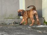 Cane Corso Red Puppies