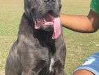 Cane Corso Dog for Crossing