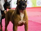 Cane Corso Stud Service