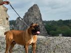 Cane Corso Stud Service