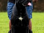Cane Corso Stud Service