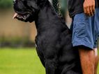 Cane Corso Stud Service