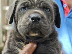 Cane Corso Puppies