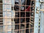 Cane Corso Dog