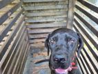 Cane Corso Puppy