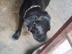 Cane Croso Female Dog