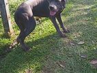 Cane Corso Female Dog