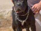 Cane Corso Female