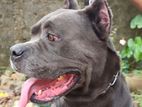 Cane Corso Dog