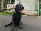 Cane Croso Dog for Kind Home