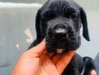 Cane Croso Puppies