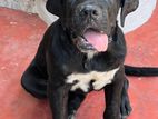 cane croso