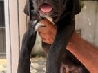 Cane Corso Puppies
