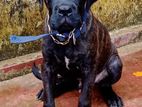 Cane Corso Puppy