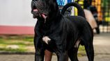 Cane Corso Puppies