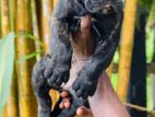 Cane Corso Puppies