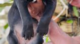 Cane Corso Puppies