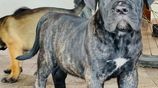 Cane Corso Puppies