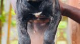 Cane Corso Puppies