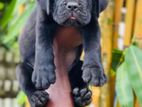 Cane Corso Puppies