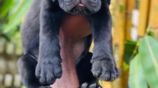 Cane Corso Puppies