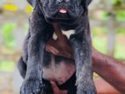Cane Corso Puppies