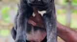 Cane Corso Puppies