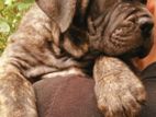 Cane Croso Puppies for sale