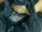 Cane Croso Puppy