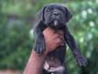 Cane Croso Puppy