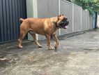 Cane Croso Red Harrison Dog for Stud Service