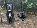Cane Corso Puppy