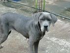 Cane Corso Dog