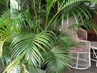 Cane Palm - 6ft Well Grown
