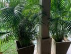 Cane Palm Trees - Height 6ft