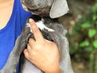 Canecorso puppies for sale 🐶🐾