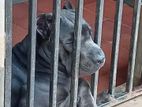 Cane Corso Dog