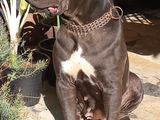 Cane Corso Puppy