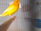 Canary Birds