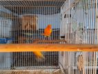 Canery Finch Breeding Pair