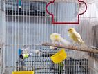 Canary Finches