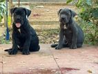 Cane Corso Puppies
