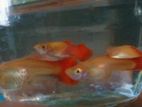 Guppy Fish