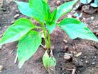 Capsicum Plant