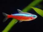 Cardinal Tetra