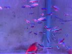 Cardinal Tetra