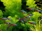 Cardinal Tetra